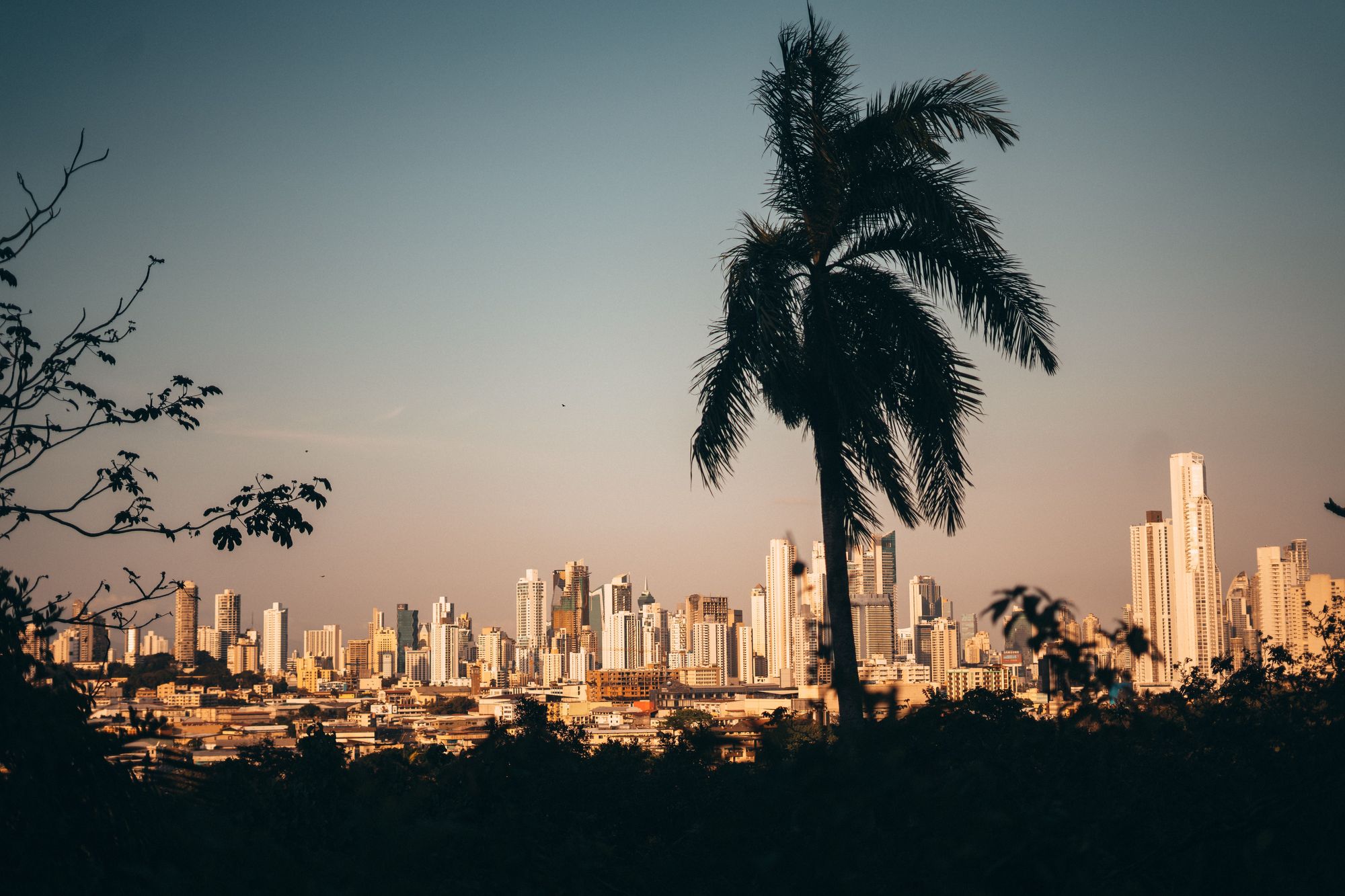 The city skyline of Panama City with a palm tree in the foreground