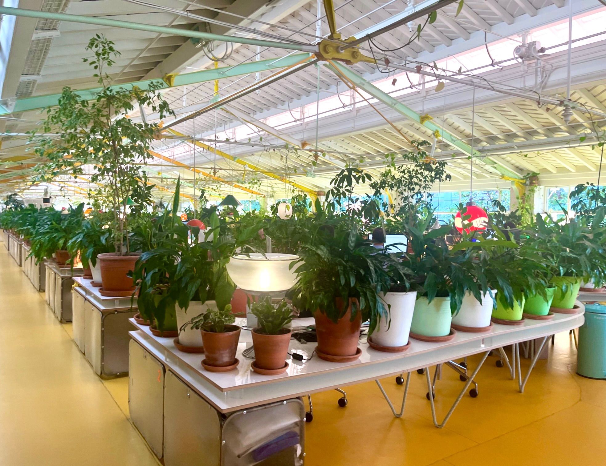 A sea of potted plants in Second Home coworking space