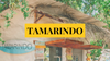 Tamarindo a history